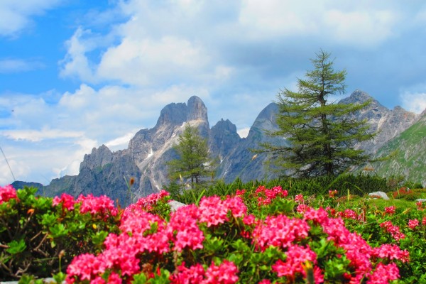 Almlandschaft mit Almrosen © Alfred Hahn