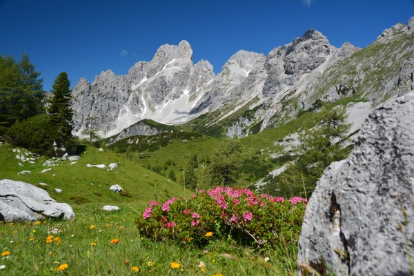 Berglandschaft mit Almrosen und Bischofsmütze © Alfred Hahn